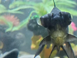 Help, my black moor has something in her eye!