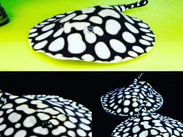 it's going to be a strange world... fish keeping in the future... Glo Arowana's??? what's next...