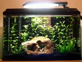 My rearranged 10gal tank!