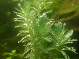 Plants are amazing