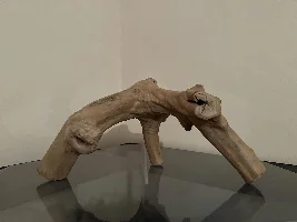 What wood is this ?