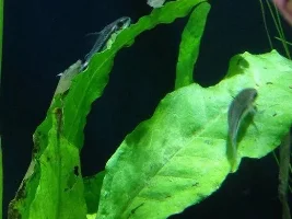 Pygmy Corydoras; Cutest Things Ever?
