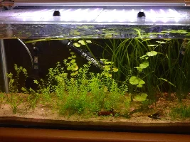 Mini fish room