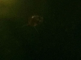 I found a hitch hiker snail, not sure on what it is