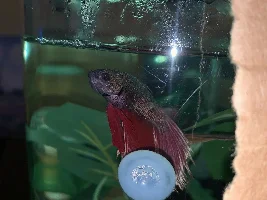 HELP Velvet on my Betta.