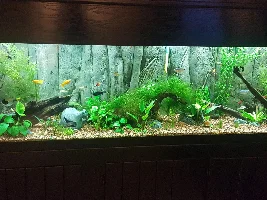 What kind of algae is this and how do i get rid of it?