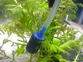 Algae algae go away come again.....never please.