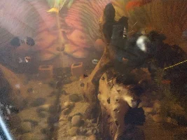 Swordtail fry