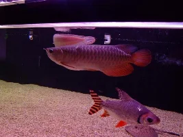 This Is What Fish I Keep.