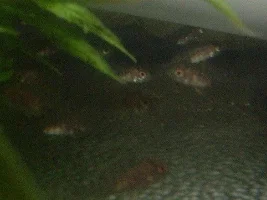 Aulonocara stuartgranti "Ngara" BABIES!!!