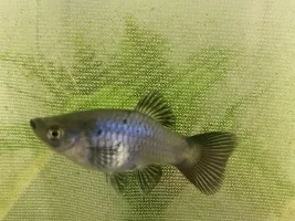 Sexing Platies...help!