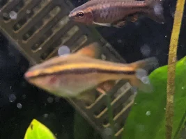I purchased an injured Cherry Barb