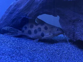 Hi everybody - I also need help to identify a fish I have inherited.