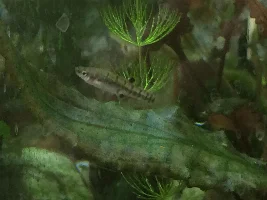 What is this fish?