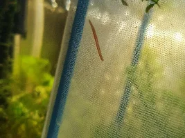 Worms in my tank - please help