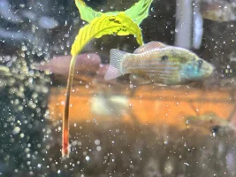 anubias, anubias, anubias...