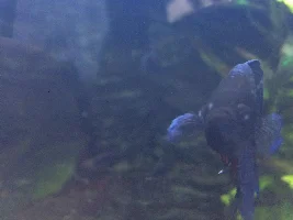 Betta Popeye?
