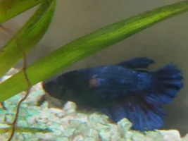Growth on my betta fish's side