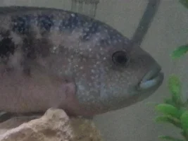 Sexing Jack Dempsey?