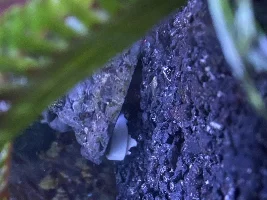 See through fish?