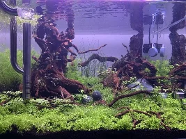 Square Planted Aquarium