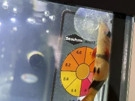 4 dead fish at the same time same species HELP!!’