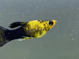 Molly  And Platy Tank Size Question
