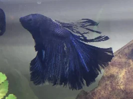Help: betta fin rot or fin loss?