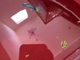 guppy fin rot