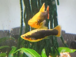 Hawaiian Variatus Platy
