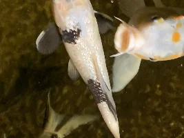Catch of the day