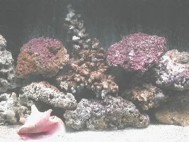 The new reef tank