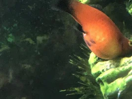 Pregnant, Fat or Sick? Please help!