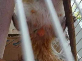 What Is The Gender Of My Palm Squirrel?
