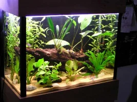 Let's see those planted tanks