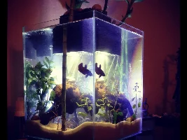 Digging out my old Fluval Chi - Ideas Please :)