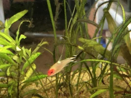 Dying rummynose tetras and kuhlis