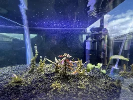 Need some help with small planted tank with a single Betta