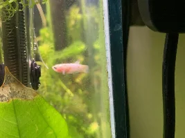 New Baby Girl Bettas and Ick Breakout
