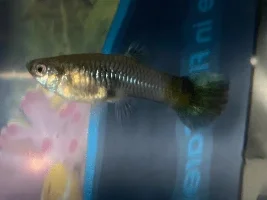 Pregnant Guppies?