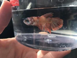 Meet Gurt