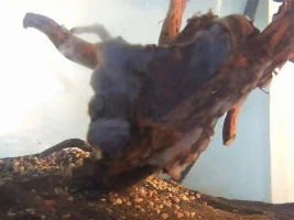 Strange Goo Developed