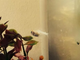 What Is This Fish Of Mine?