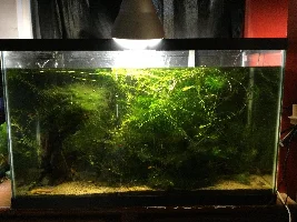 29g tank - not that happy...