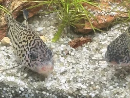 False julii cory missing whiskers - looks very bad
