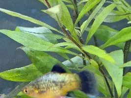Female platy lump