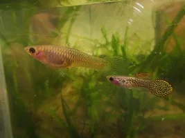 Guppy Line Breeding