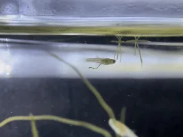 Guppy fry with long black poop