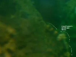 Poor Percy the Pleco
