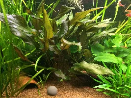 Ch4rlie's Tanks